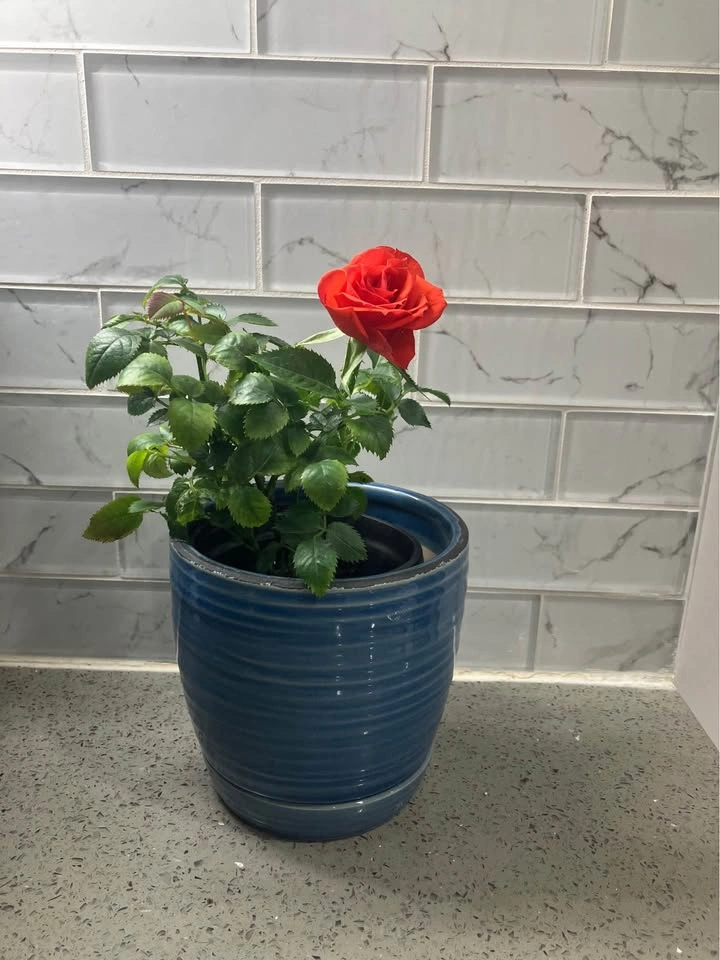 🌹Miniature Rose Plant in 4 inch Ceramic Pot@Mississauga 🌹 - photo 2