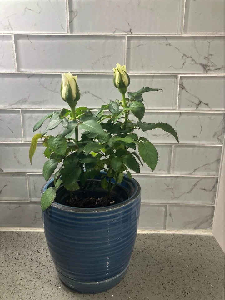🌹Miniature Rose Plant in 4 inch Ceramic Pot@Mississauga 🌹 - photo 3