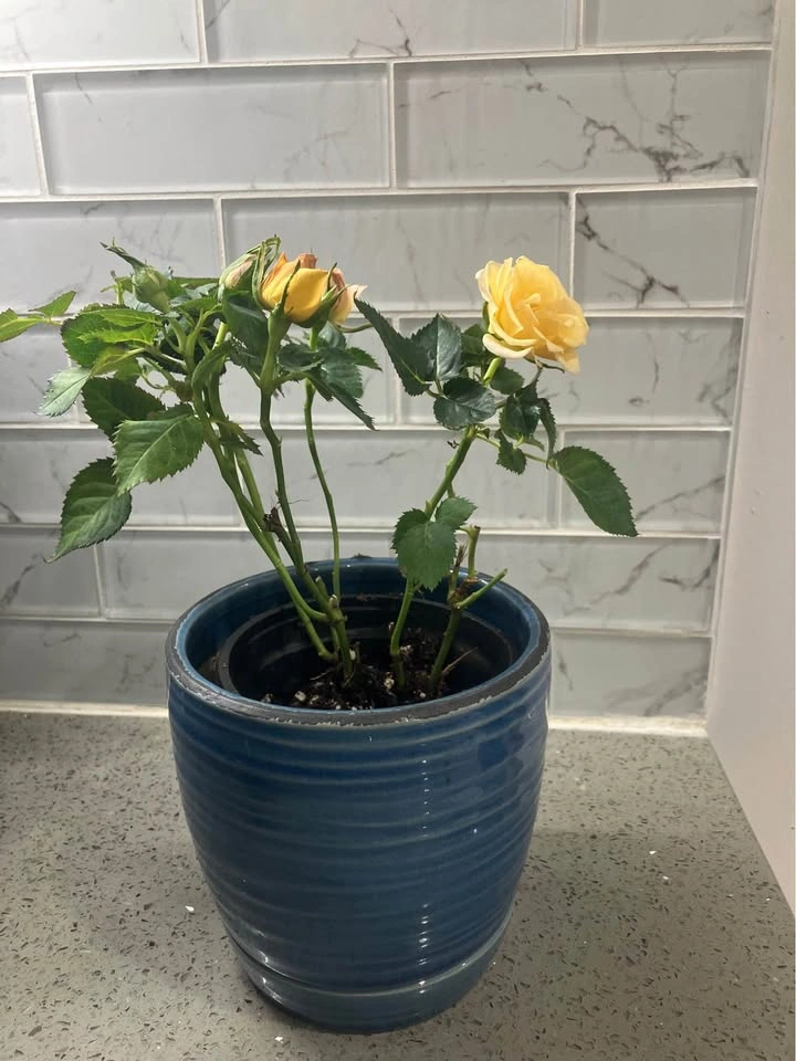 🌹Miniature Rose Plant in 4 inch Ceramic Pot@Mississauga 🌹 - photo 4