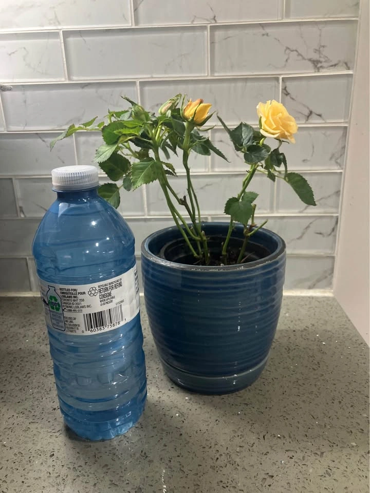 🌹Miniature Rose Plant in 4 inch Ceramic Pot@Mississauga 🌹 - photo 5
