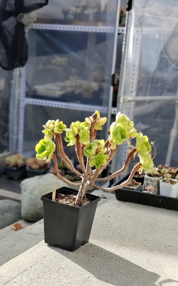 Aeonium - 07 thumbnail