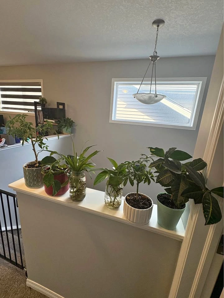 Indoor plants