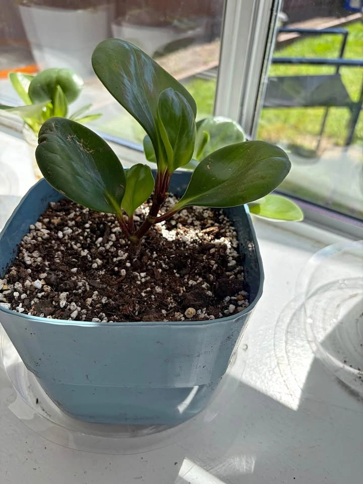 4"-5" Plants in Plastic Pots - photo 2