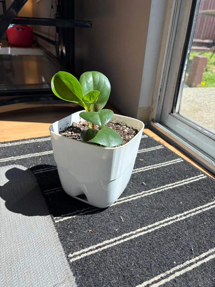 4"-5" Plants in Plastic Pots