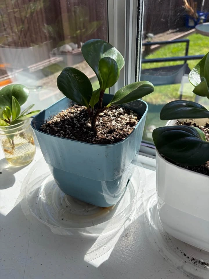 4"-5" Plants in Plastic Pots - photo 3