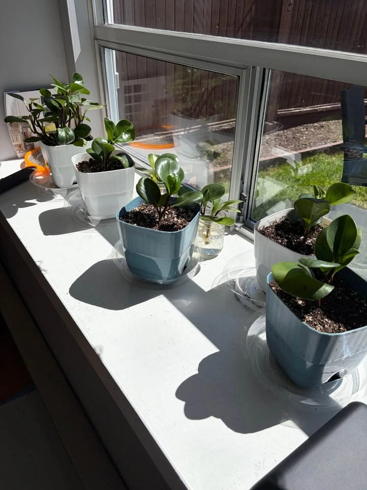 4"-5" Plants in Plastic Pots - photo 4