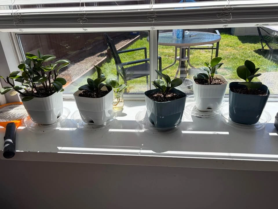 4"-5" Plants in Plastic Pots - photo 5