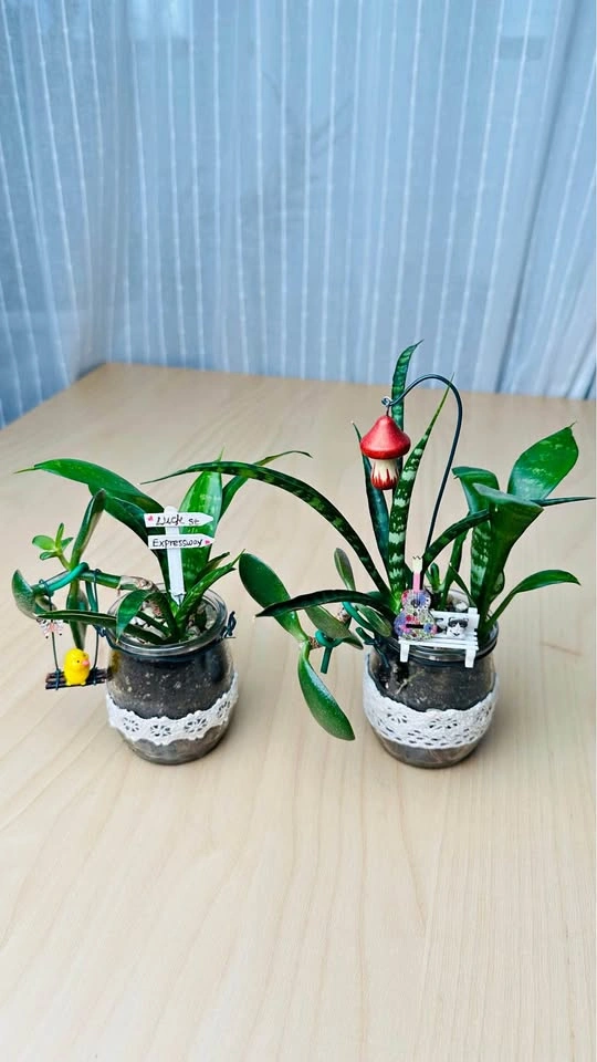 🌱Spring Sale/ cute plant arrangement