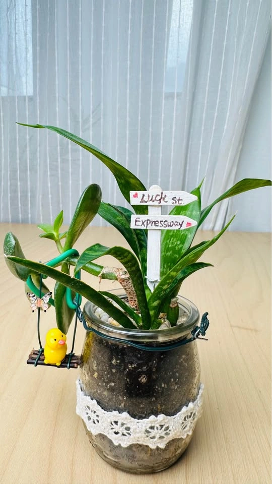 🌱Spring Sale/ cute plant arrangement - photo 2