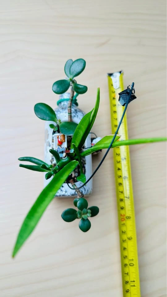 🌱Spring sale/ cute plant arrangement - photo 3