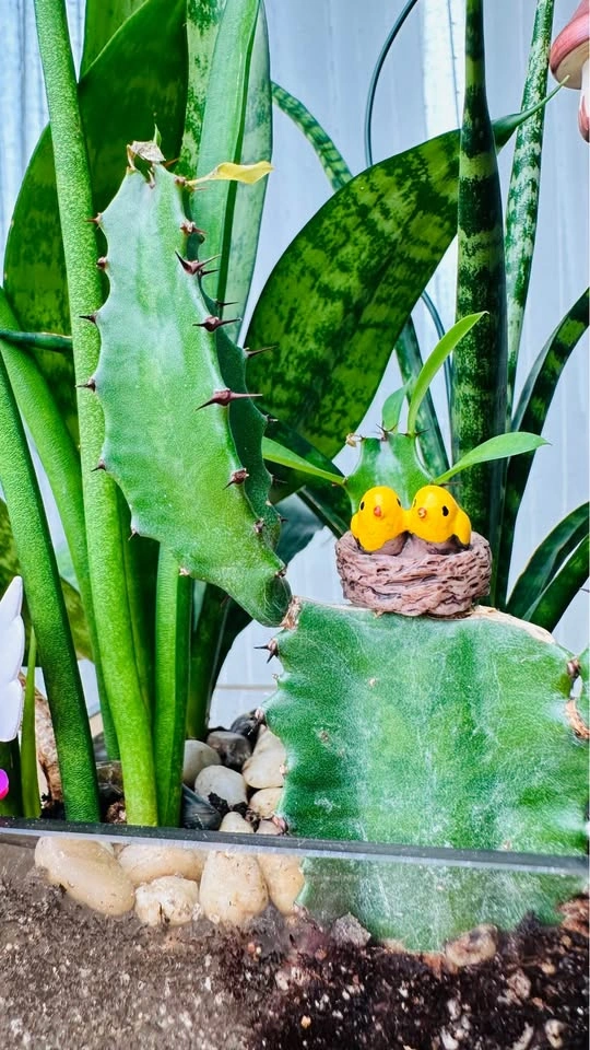 🌱Spring Sale /Cute Plant Arrangement - photo 3