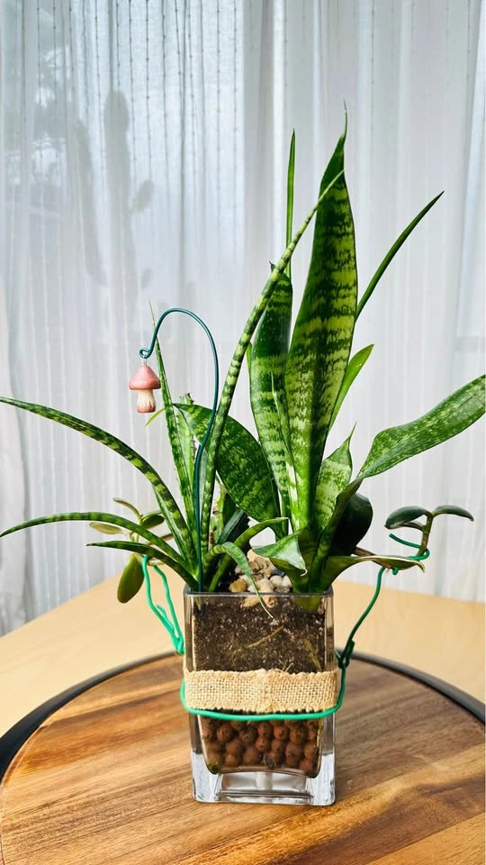 🌱Spring Sale /Cute Plant Arrangement - photo 5