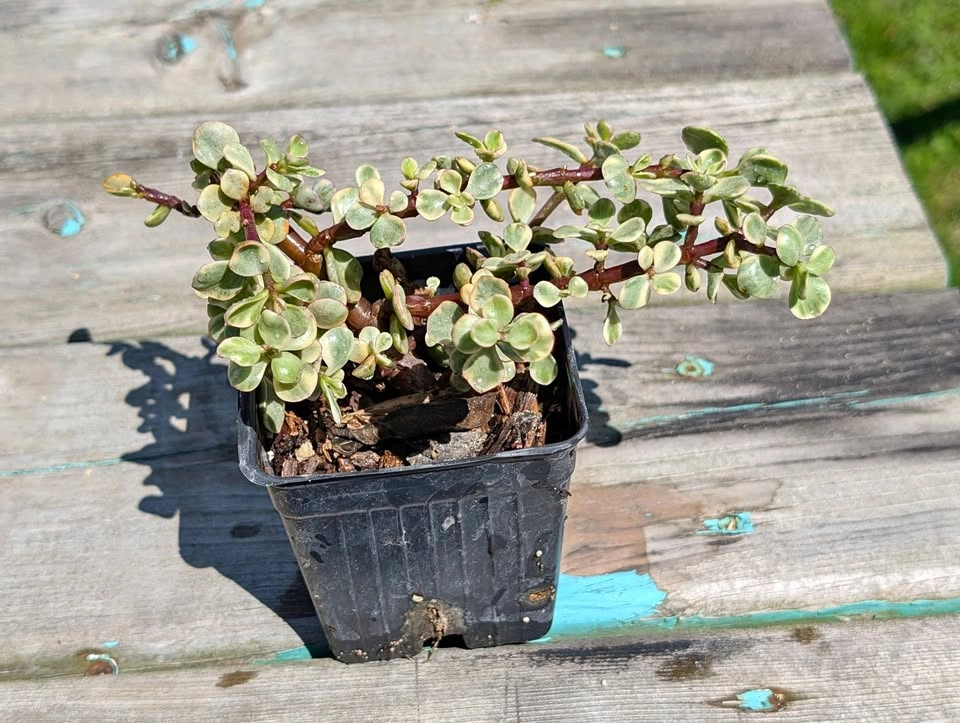 Variegated Portulacaria afra – 3.5” Potted Tropical Succulent