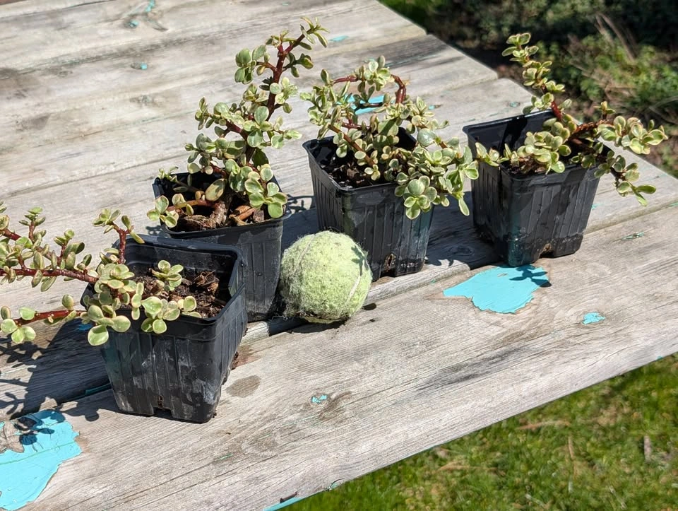 Variegated Portulacaria afra – 3.5” Potted Tropical Succulent - photo 2