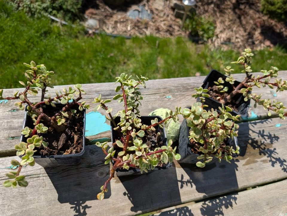 Variegated Portulacaria afra – 3.5” Potted Tropical Succulent - photo 3