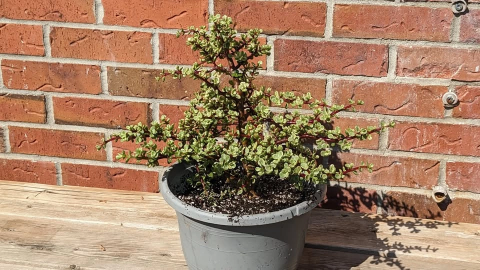 Variegated Portulacaria afra – 3.5” Potted Tropical Succulent - photo 4