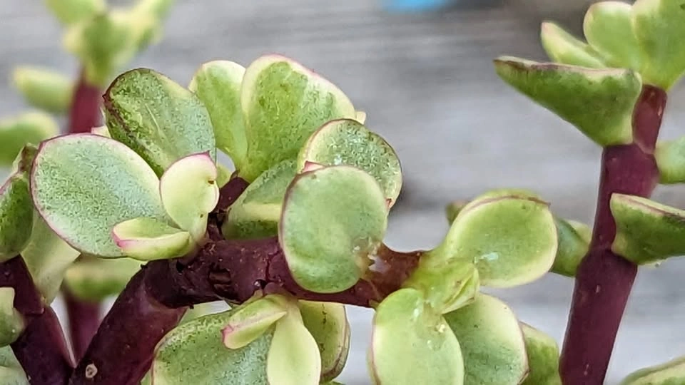 Variegated Portulacaria afra – 3.5” Potted Tropical Succulent - photo 5