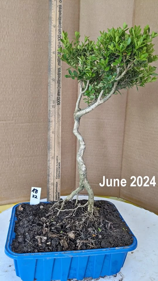 Korean Boxwood Pre Bonsai - Hardy Starter Tree