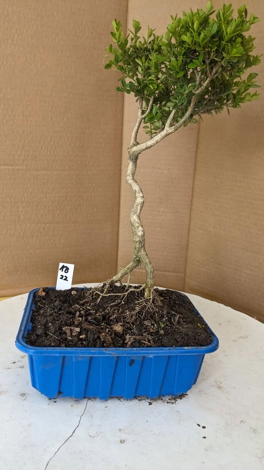 Korean Boxwood Pre Bonsai - Hardy Starter Tree - photo 2