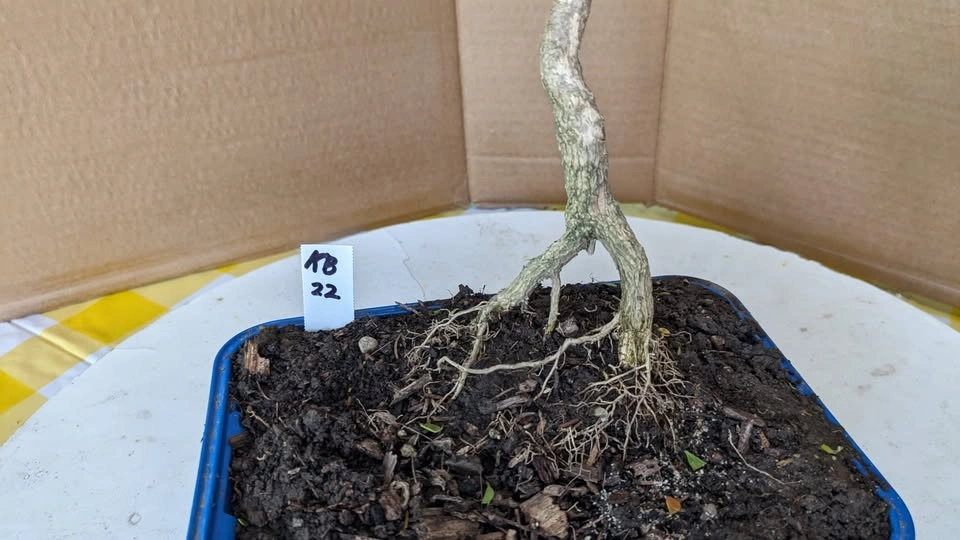 Korean Boxwood Pre Bonsai - Hardy Starter Tree - photo 3