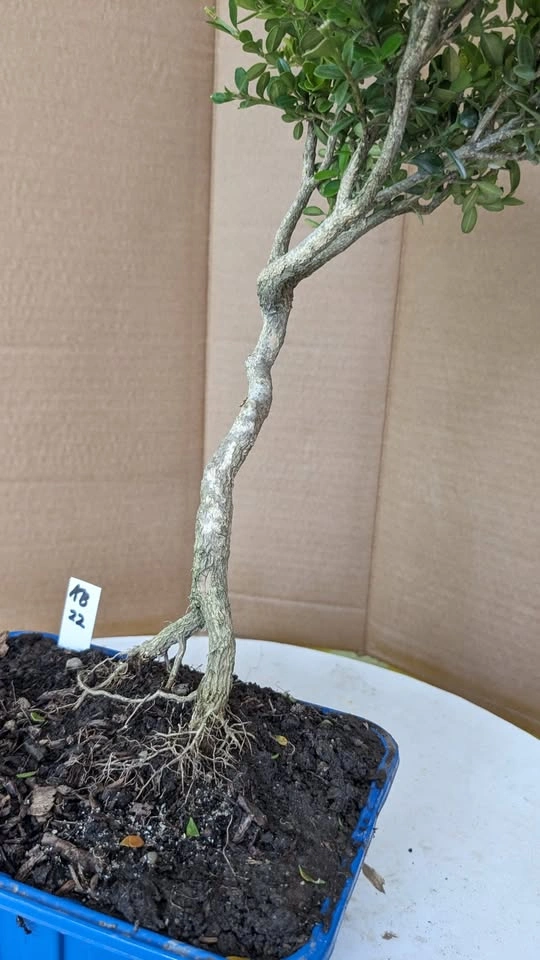 Korean Boxwood Pre Bonsai - Hardy Starter Tree - photo 4