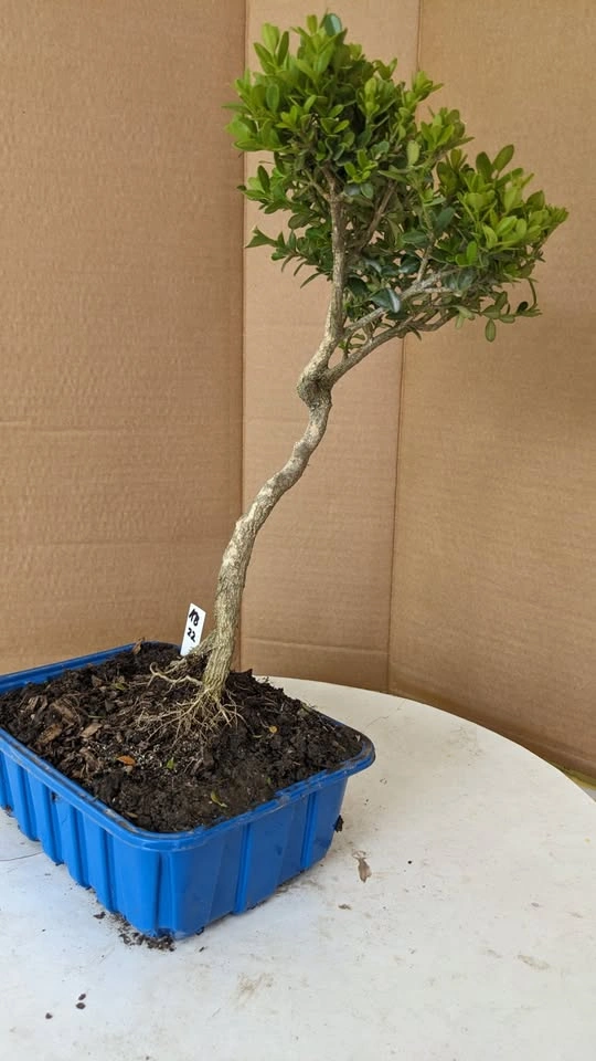 Korean Boxwood Pre Bonsai - Hardy Starter Tree - photo 5
