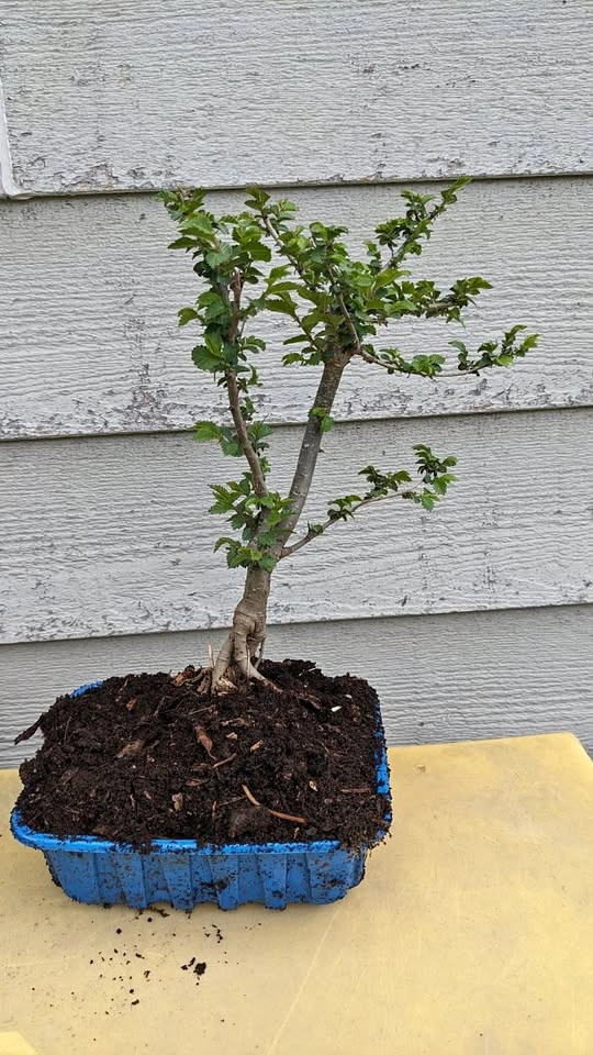 Pre Bonsai Trees - Siberian Elm, Mulberry, Maple, Privet & More