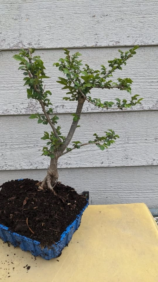 Pre Bonsai Trees - Siberian Elm, Mulberry, Maple, Privet & More - photo 2