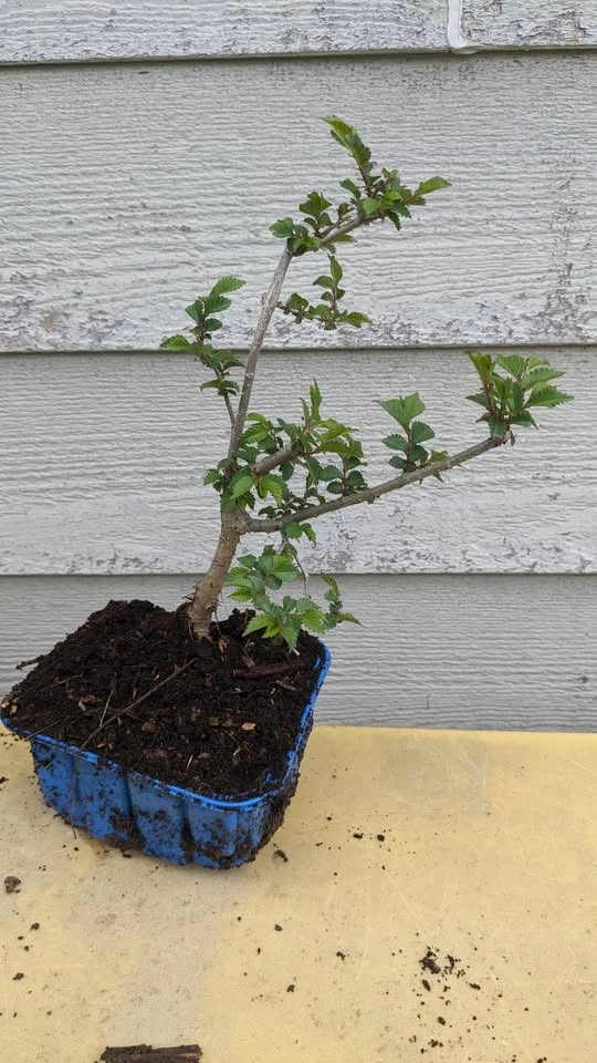 Pre Bonsai Trees - Siberian Elm, Mulberry, Maple, Privet & More - photo 3