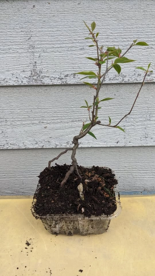 Pre Bonsai Trees - Siberian Elm, Mulberry, Maple, Privet & More - photo 4