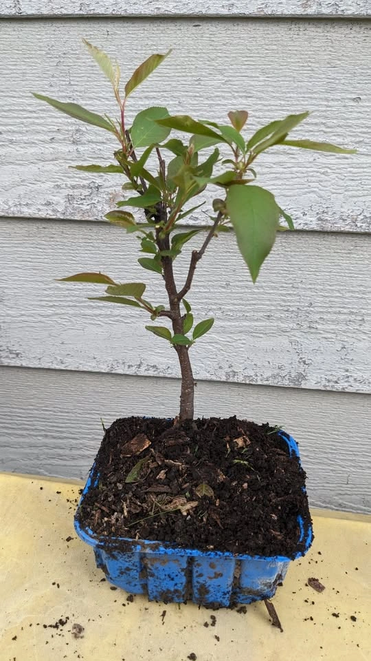 Pre Bonsai Trees - Siberian Elm, Mulberry, Maple, Privet & More - photo 5