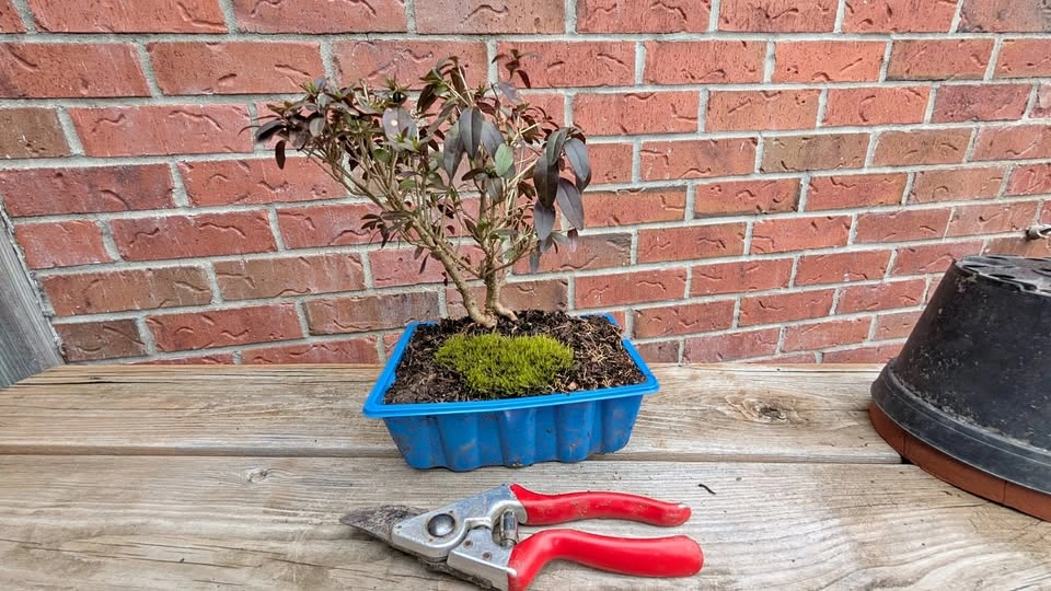 Lodense Privet Pre Bonsai – Compact Outdoor Bonsai Starter