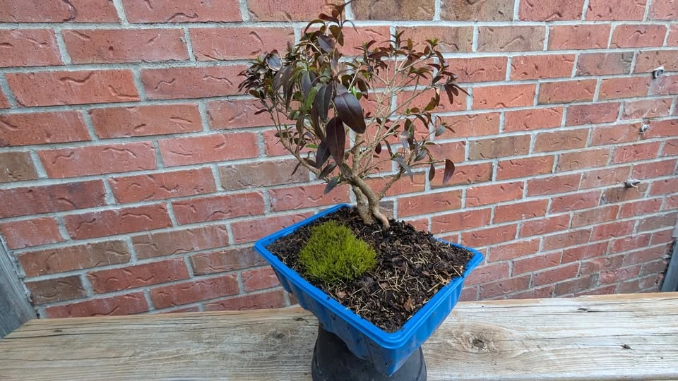 Lodense Privet Pre Bonsai – Compact Outdoor Bonsai Starter - photo 2