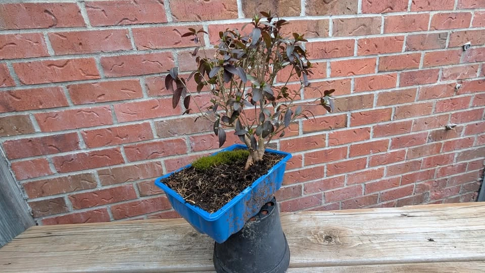 Lodense Privet Pre Bonsai – Compact Outdoor Bonsai Starter - photo 3