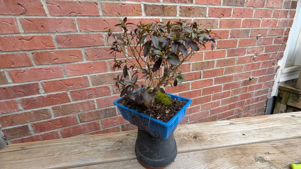 Lodense Privet Pre Bonsai – Compact Outdoor Bonsai Starter - photo 4