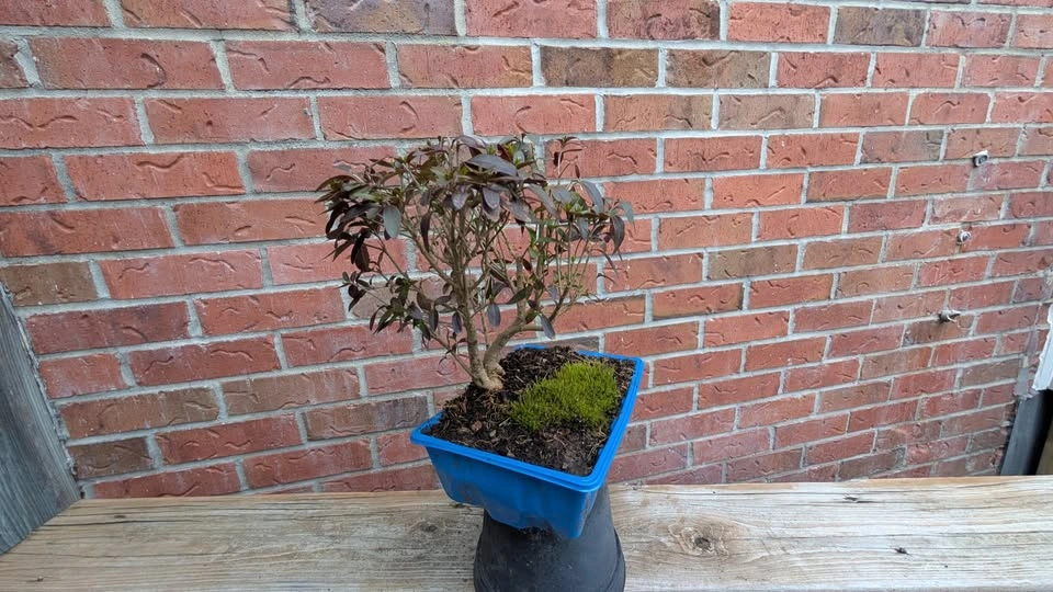 Lodense Privet Pre Bonsai – Compact Outdoor Bonsai Starter - photo 5