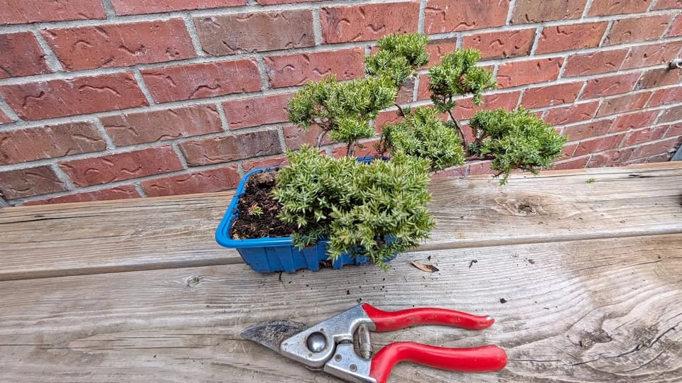 Juniper Procumbens Nana Pre Bonsai - Outdoor Starter