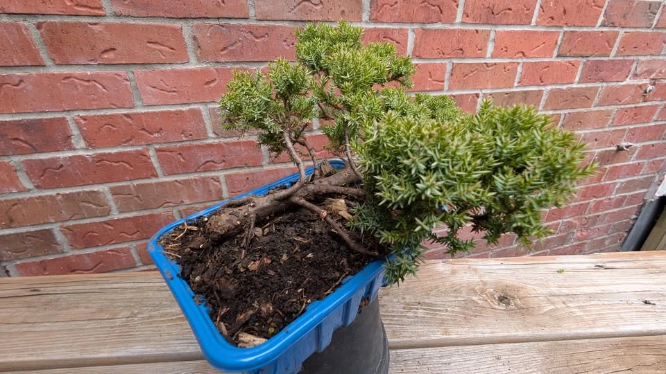 Juniper Procumbens Nana Pre Bonsai - Outdoor Starter - photo 2