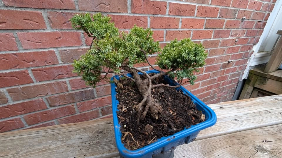 Juniper Procumbens Nana Pre Bonsai - Outdoor Starter - photo 3