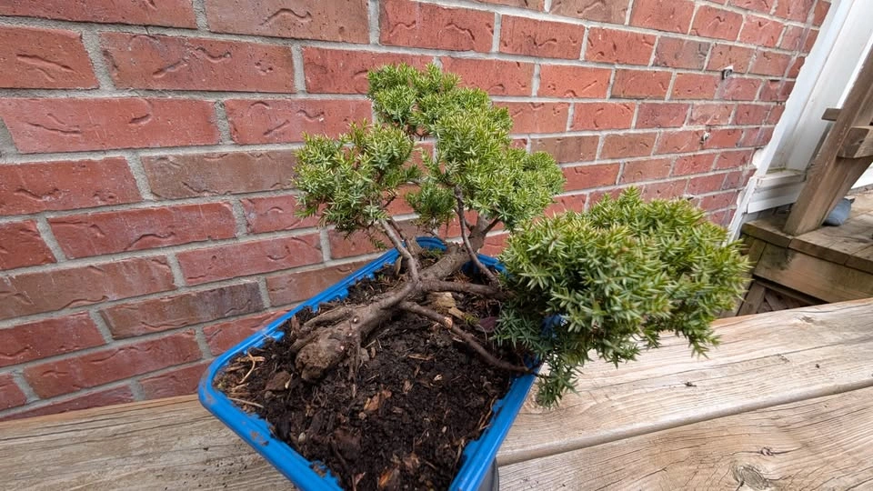 Juniper Procumbens Nana Pre Bonsai - Outdoor Starter - photo 4