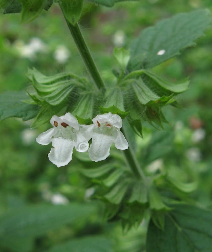 Lemon Balm Plants - Hardy Perennial Herb - photo 3