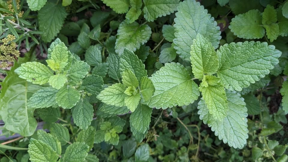 Lemon Balm Plants - Hardy Perennial Herb - photo 4