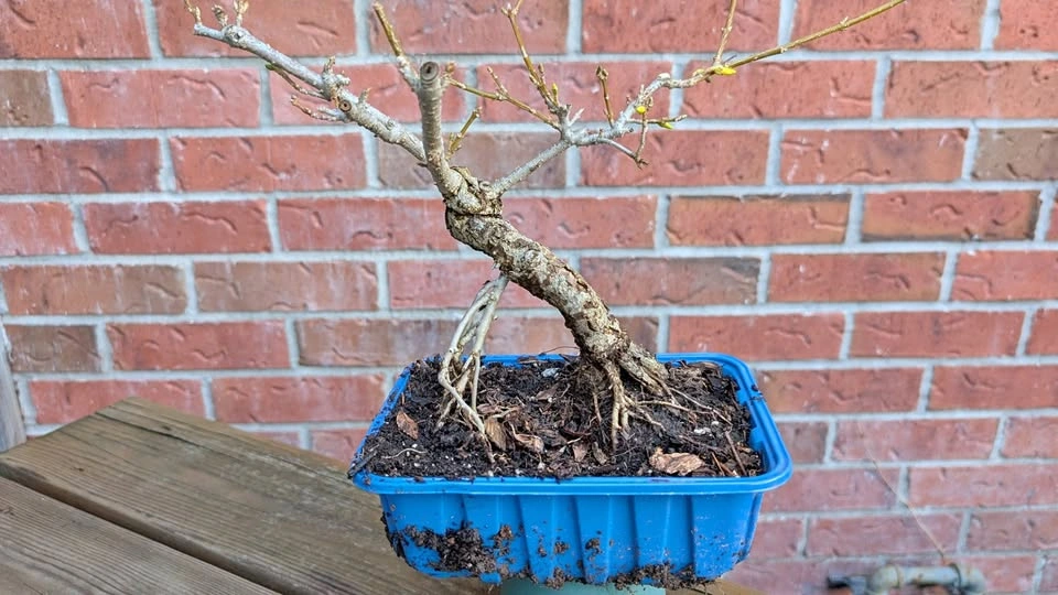 Forsythia Bonsai Material | Thick Trunk Starter | Hardy Outdoor