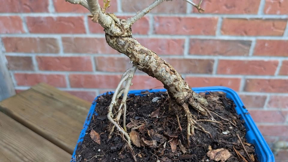 Forsythia Bonsai Material | Thick Trunk Starter | Hardy Outdoor - photo 2