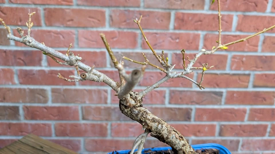 Forsythia Bonsai Material | Thick Trunk Starter | Hardy Outdoor - photo 4