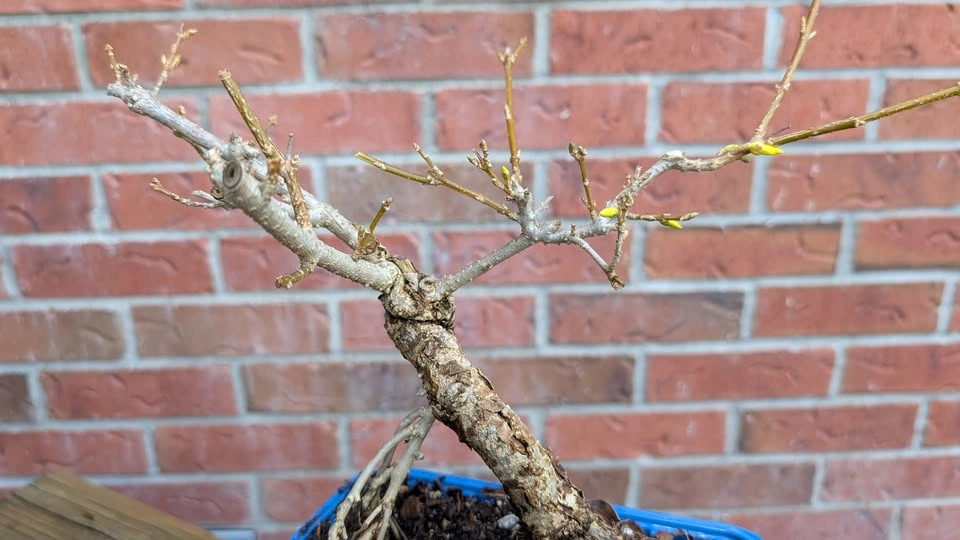 Forsythia Bonsai Material | Thick Trunk Starter | Hardy Outdoor - photo 5