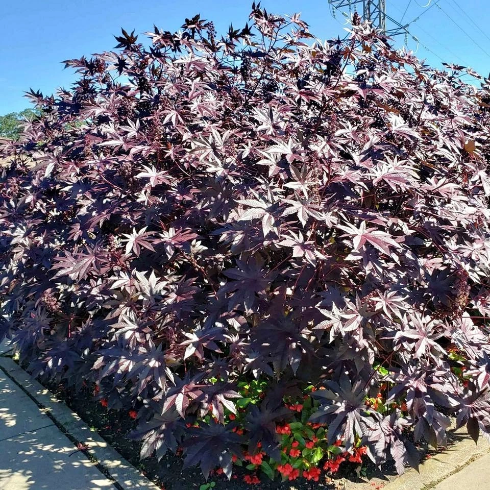 Add Drama to Your Garden: Red or Purple Castor Bean Seeds 🌿🔥