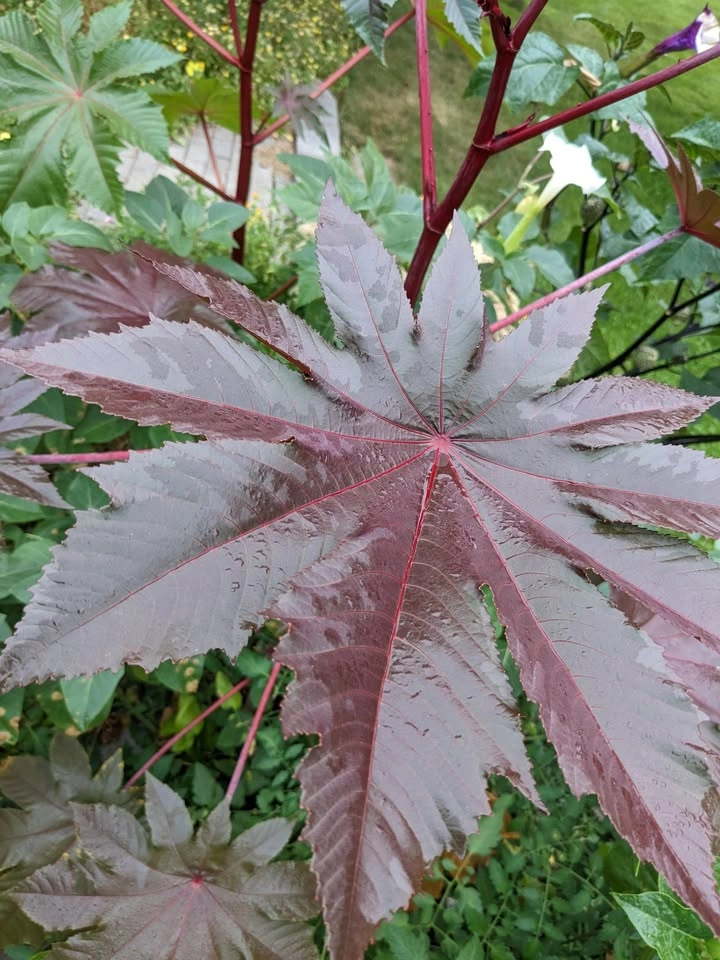 Add Drama to Your Garden: Red or Purple Castor Bean Seeds 🌿🔥 - photo 2