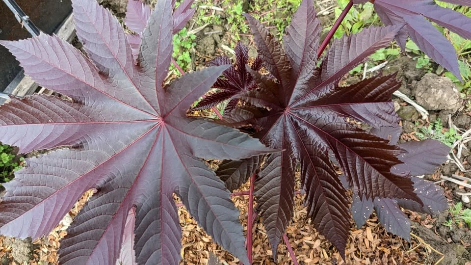 Add Drama to Your Garden: Red or Purple Castor Bean Seeds 🌿🔥 - photo 3