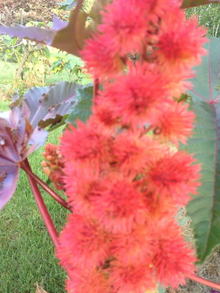 Add Drama to Your Garden: Red or Purple Castor Bean Seeds 🌿🔥 - photo 4